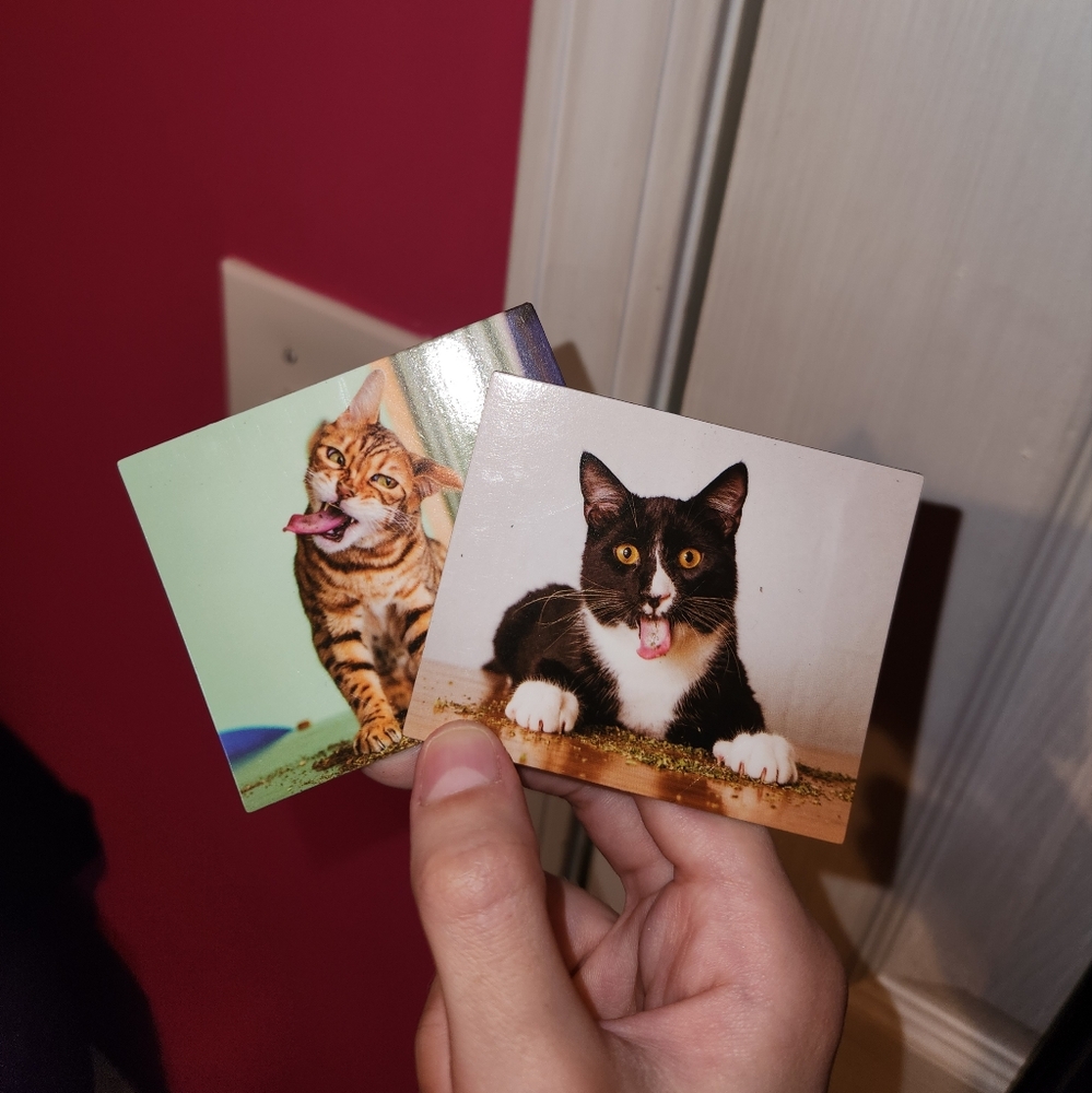 Cats On Catnip Magnets